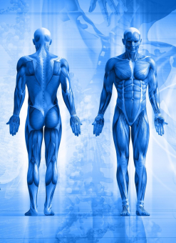 gallery/kinesiologia-4